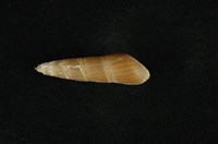 藏品(錐蜷)的圖片